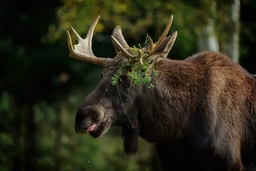 Crédence de cuisine en verre imprimé European moose, Alces alces, Markaryd, Sweden. A majestic elk in the forests of the land of a thousand lakes. Autumn forest in the wilderness. Beautiful forests in Sweden. Elk with decorated antlers.