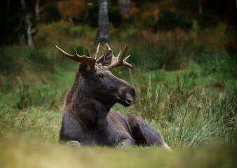 European moose, Alces alces, Markaryd, Sweden. A majestic elk in the forests of the land of a thousand lakes. Autumn forest in the wilderness. Beautiful forests in Sweden. Elk with decorated antlers.