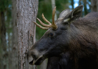 European moose, Alces alces, Markaryd, Sweden. A majestic elk in the forests of the land of a thousand lakes. Autumn forest in the wilderness. Beautiful forests in Sweden. Elk with decorated antlers.