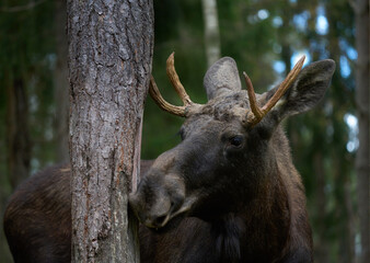 European moose, Alces alces, Markaryd, Sweden. A majestic elk in the forests of the land of a thousand lakes. Autumn forest in the wilderness. Beautiful forests in Sweden. Elk with decorated antlers.