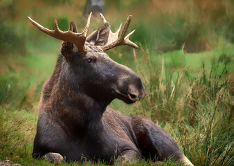 European moose, Alces alces, Markaryd, Sweden. A majestic elk in the forests of the land of a thousand lakes. Autumn forest in the wilderness. Beautiful forests in Sweden. Elk with decorated antlers.