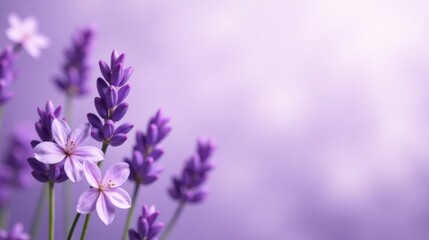 Obraz premium Serene Purple Blooms Delicate Lavender and Companion Flowers on Soft Lilac Background