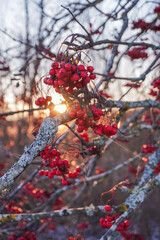 Close up of rowan-berry during winter