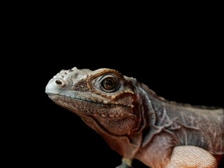 rhino iguana