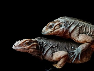 rhino iguana