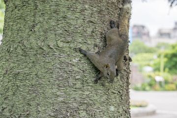 A Red-bellied squirrel (callosciurus erythraeus) on the tree.