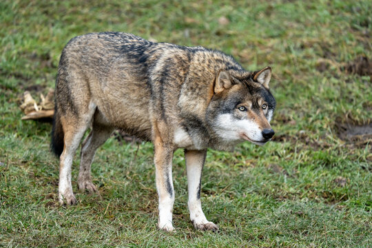 Europ&auml;ischer Grauwolf