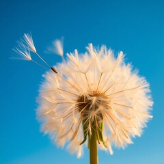 Obraz premium Dandelion seed head against a blue sky, seeds blowing in the wind.