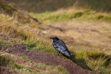Raven on the ground