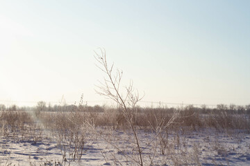 Fantastic winter landscape. Frozen grass in the snow. Winter nature in the rays of sunset..