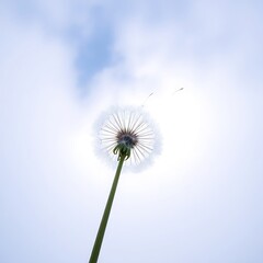 Dandelion seed head against a bright sky, seeds dispersing.