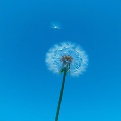 Obraz premium Dandelion seed head against a clear blue sky, with a single seed floating away.