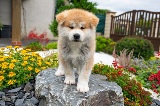 chiot mignon akita inu, chien de race japonaise, reconnu du monde entier, race primitive &agrave; fourrure, chiot ressemblant &agrave; des peluches tellement le poil est fourni