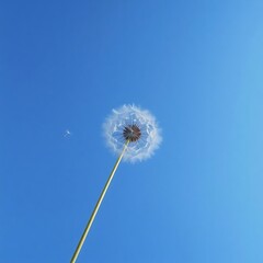 Dandelion seed head against a clear blue sky.