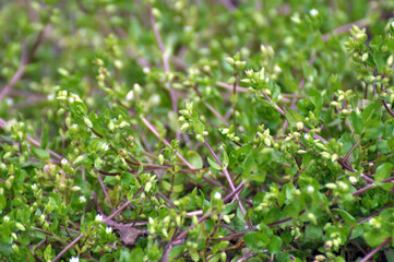 In the spring, Stellaria media grows in nature