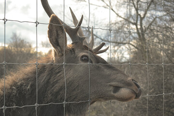 head of a deer
