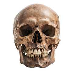 Obraz premium Detailed Photographic Study of a Skull on a Clean White Background
