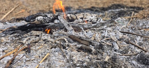 Burning woods in the wildfire