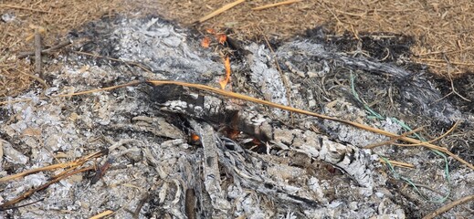 Burning woods in the wildfire