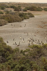 Puerto madryn, Argentina.