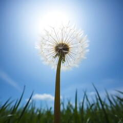Dandelion seed head backlit by bright sun.