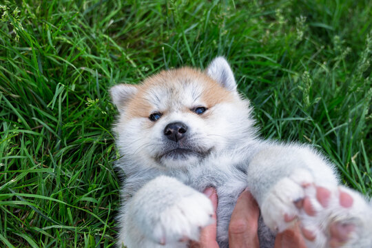 chiot mignon akita inu, chiot sur le dos, avec une main, chien de race japonaise, reconnu du monde entier, race primitive &agrave; fourrure, chiot ressemblant &agrave; des peluches tellement le poil est fourni