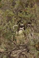 Puerto madryn, Argentina.