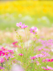 Fototapeta premium 秋の公園や花壇を彩るコスモスのある風景。背景。自然風景素材