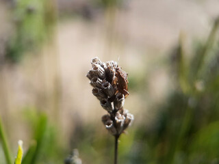 plant bug on leaf summer