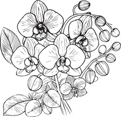Birth flower vector illustration, beautiful calla flower wall decor, hand-drawn coloring pages Orchid flower drawing of artistic Orchid flower engraved ink art, Orchid flower tattoo designs