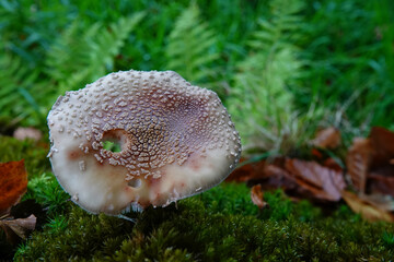 Closeup on an emerging Blusher mushroom, Amanita rubescens