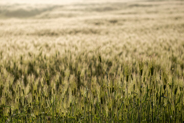 아침 이슬이 내린 보리밭 아웃포커스