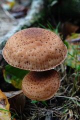 Vertical closeup on two brown edible honey mushroom Armillaria ostoyae Brown Mushrooms in Forest Setting