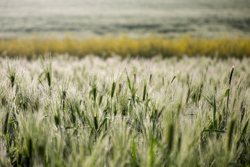 아침 이슬이 내린 보리밭과 유채밭