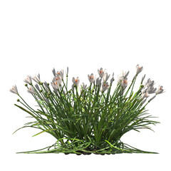 Zephyranthes candida, autumn zephyrlily, white windflower, white rain lily, Peruvian swamp lily, evergreen, small tree, bush, light for daylight, easy to use, 3d render, isolated
