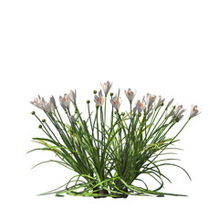 Zephyranthes candida, autumn zephyrlily, white windflower, white rain lily, Peruvian swamp lily, evergreen, small tree, bush, light for daylight, easy to use, 3d render, isolated