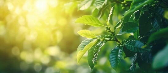 Obraz premium Coffee plant leaves with sunlight in the background and bokeh effects Copy Space