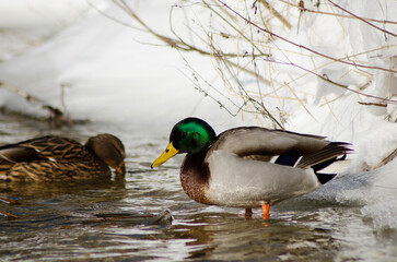 mallard duck on the snow