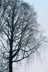 Birch tree from the rural landscape below Skreia, Toten, Norway, an afternoon of January 2025.