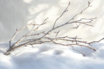 Frosty birch branches rest on a snowdrift, a serene winter scene.