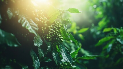 Fototapeta premium Coffee plant with unripe beans surrounded by lush green foliage and soft sunlight filtering through the leaves Copy Space