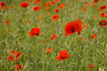 The gentle sway of red poppies fills a vast field, painting the earth with their vibrant, elegant presence.