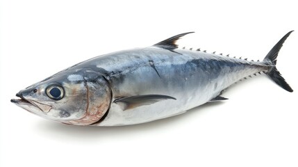 Fototapeta premium Fresh whole tuna fish isolated on white background with copy space for text or design elements