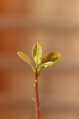 New plant growth, delicate leaves emerging from a slender stem against a blurred background.