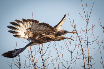 Common buzzard (Hawk)