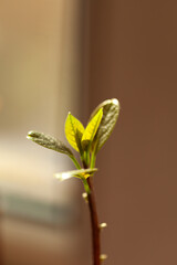 A young sprout emerges, its vibrant green leaves reaching towards the sunlight.  New growth and the promise of life.