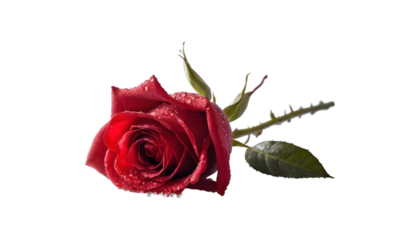 Single red rose with dew drops on petals and stem, isolated on black background.