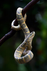 Temple pit viper raising its head
