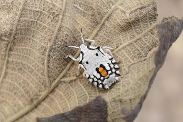 Obraz premium White Stink Bug (Degonetus serratus)