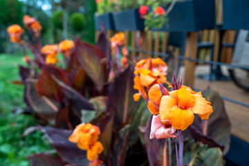 Orange houseplants in the yard
